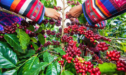 Discovering the Rich History of Peruvian Coffee
